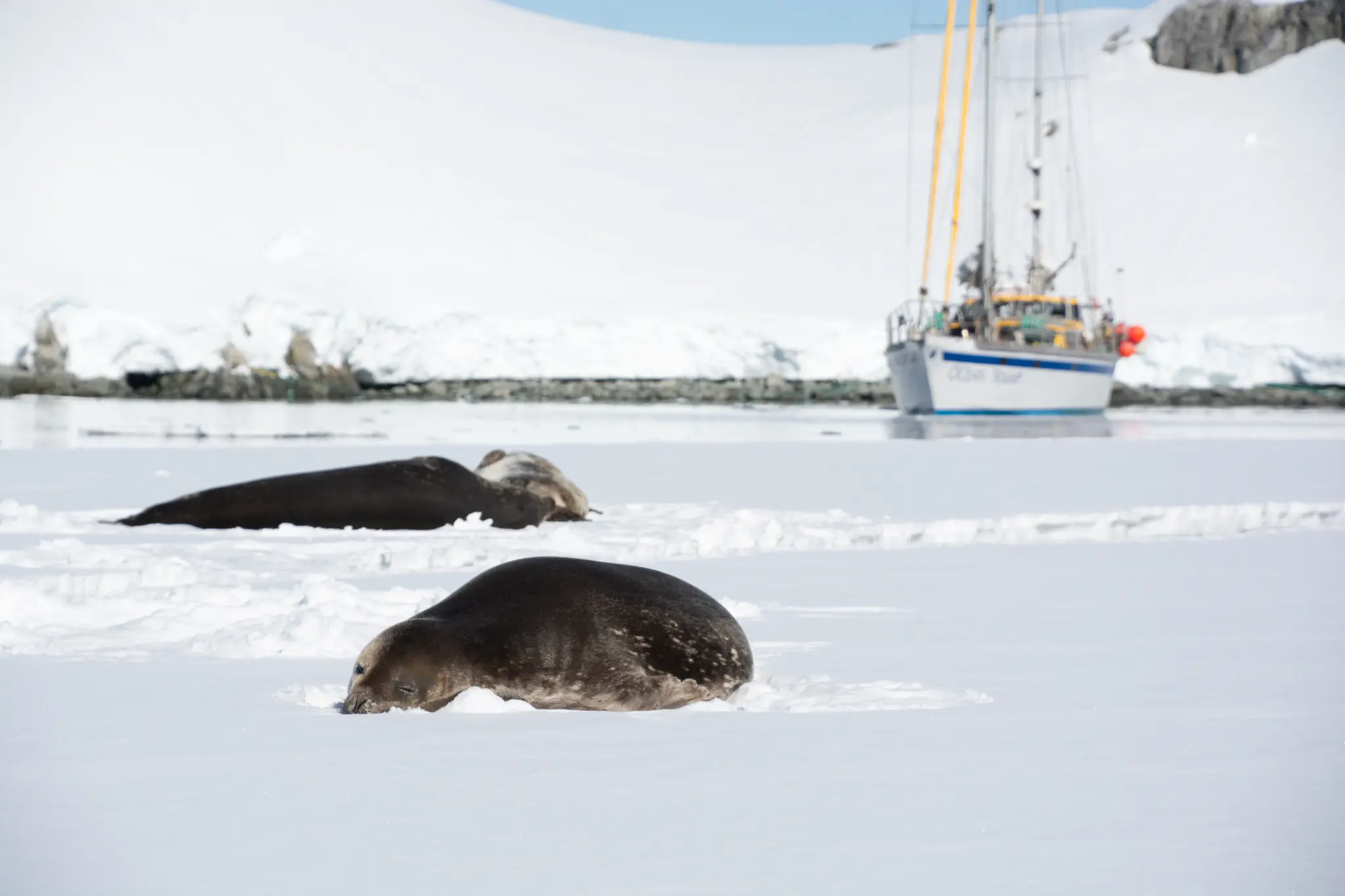 Focas na Antártica